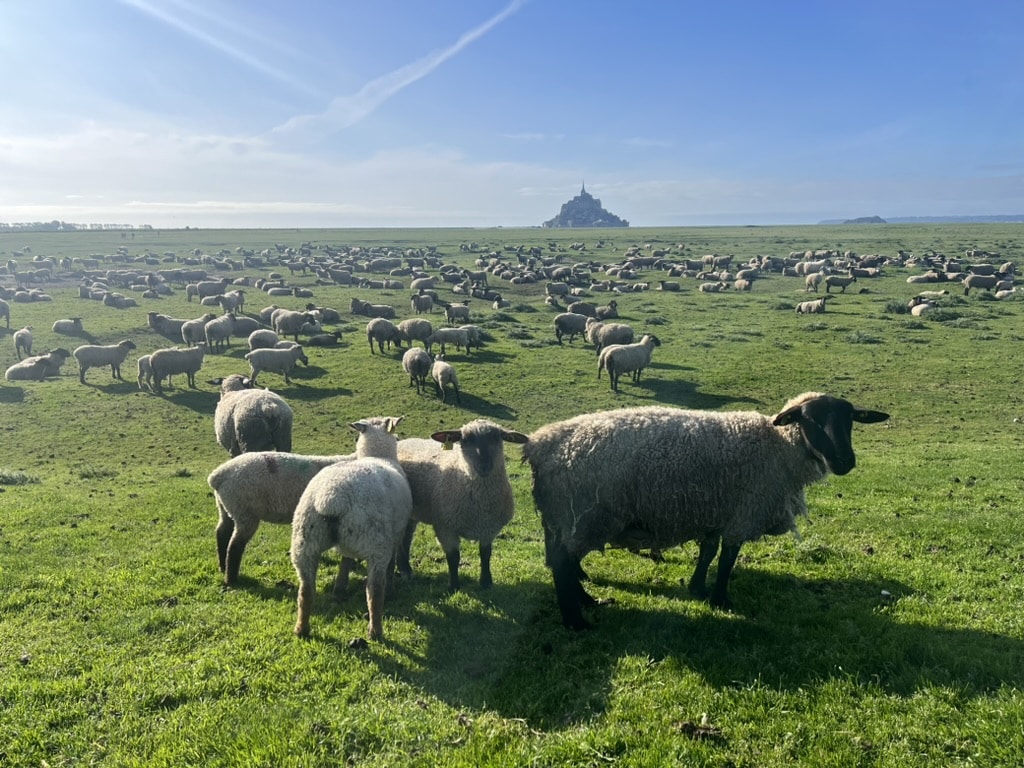 Photo de moutons dans la Baie du Mont-Saint-Michel